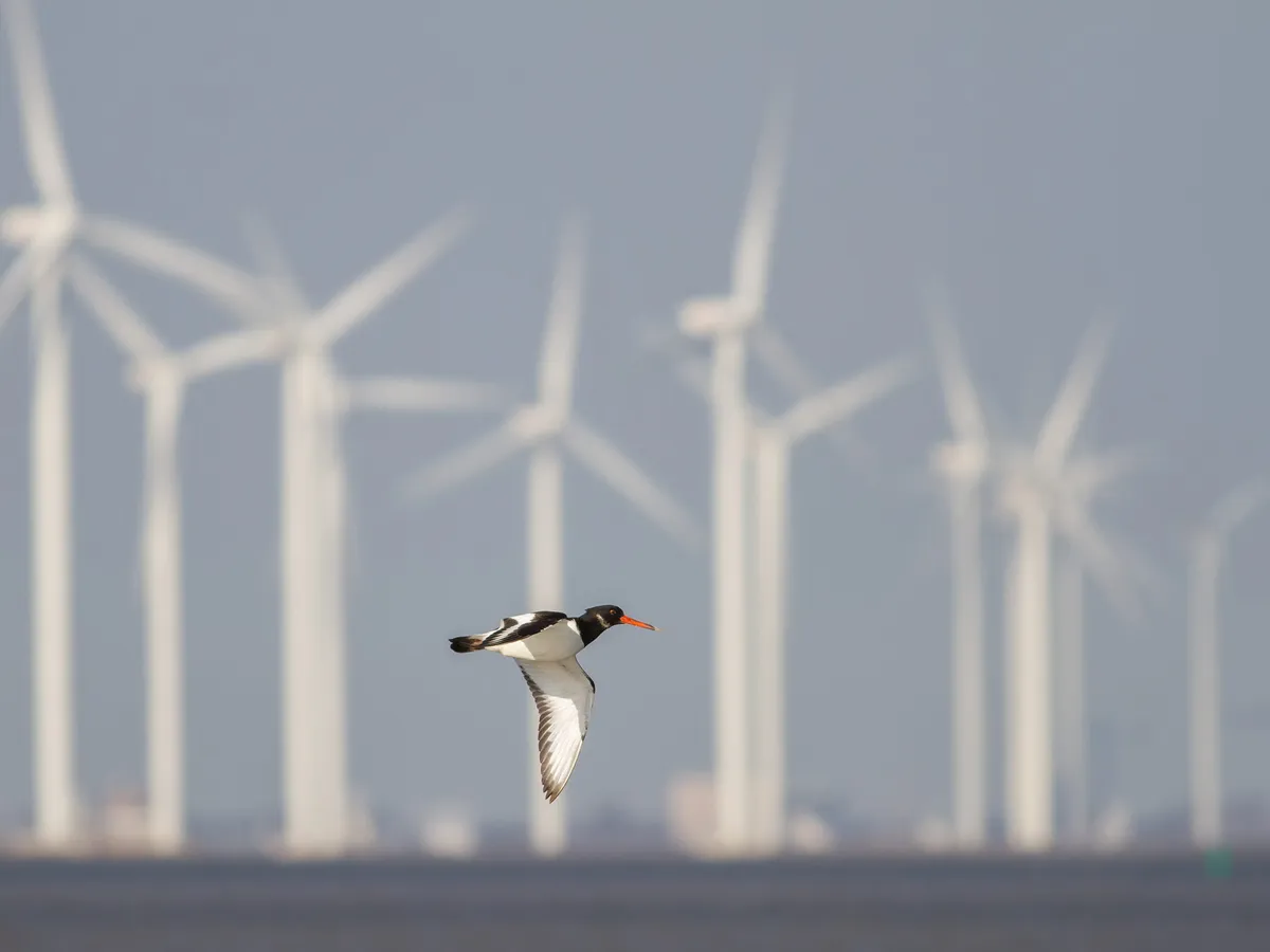 Do Wind Turbines Kill Birds? (How, Statistics + Prevention)