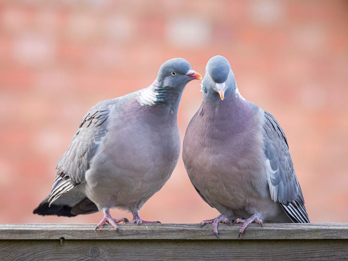 Do Pigeons Mate for Life? Unveiling Avian Bonds