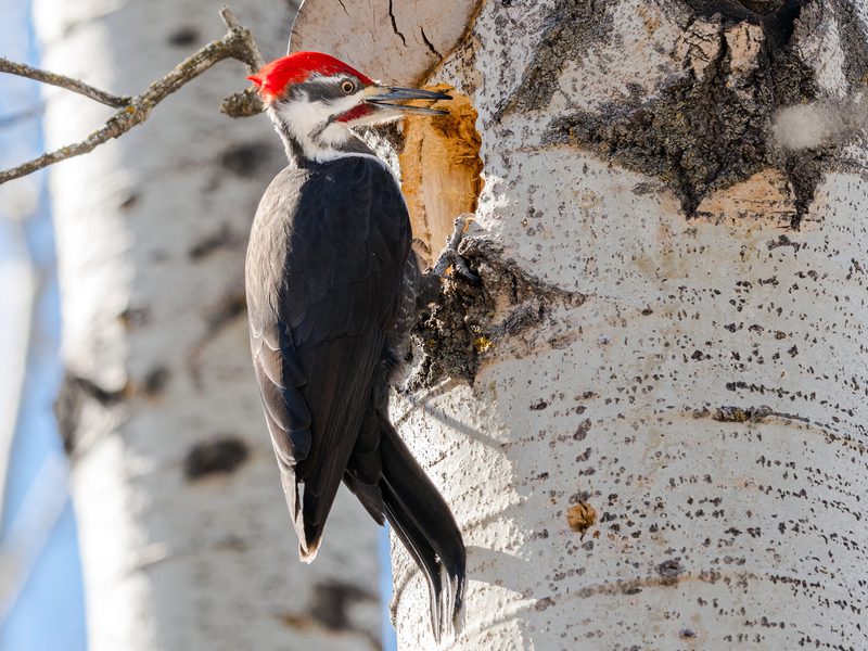 Woodpeckers | Birdfact