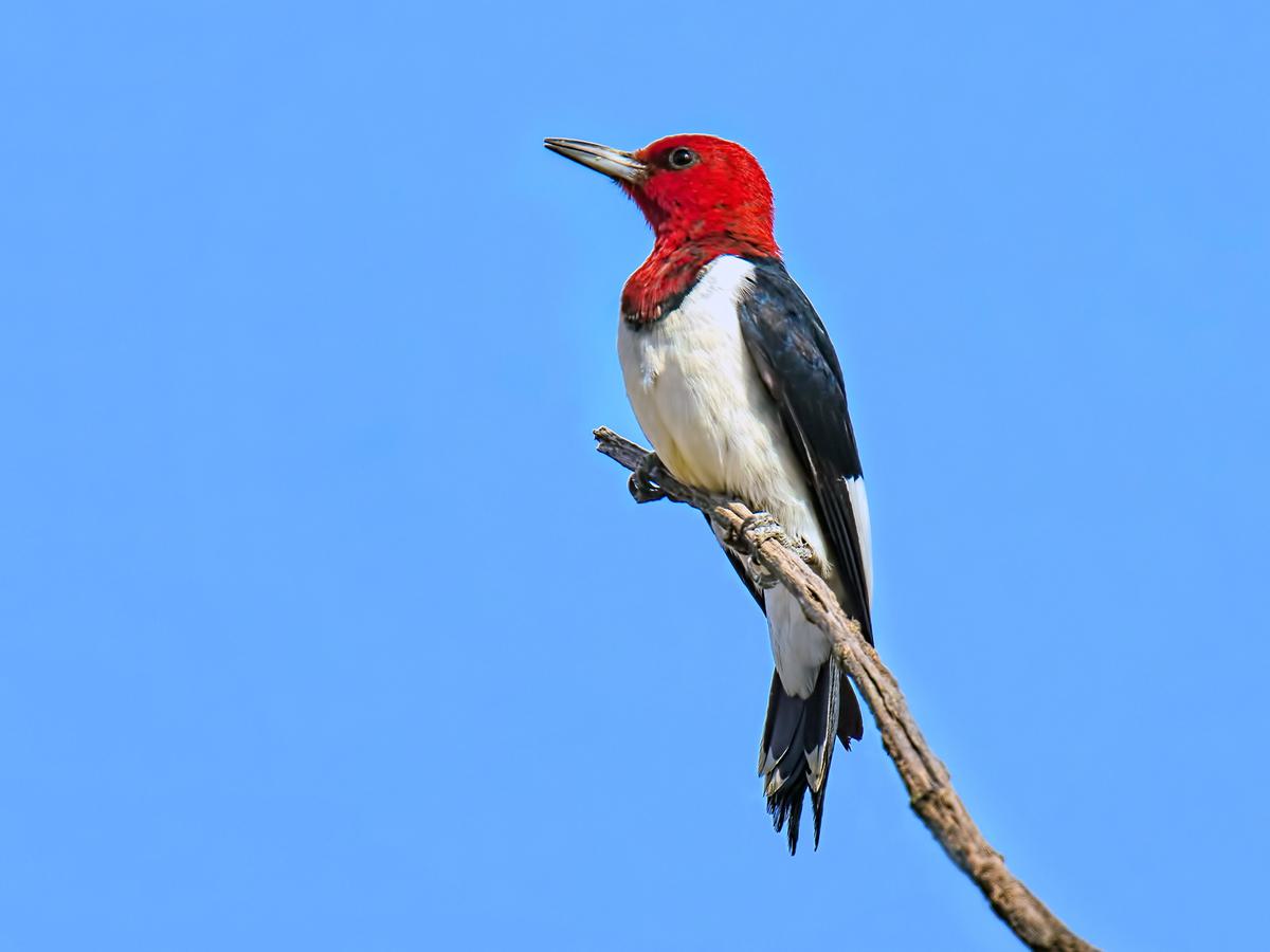 Do Woodpeckers Migrate? A Close Look At Species in the US and UK