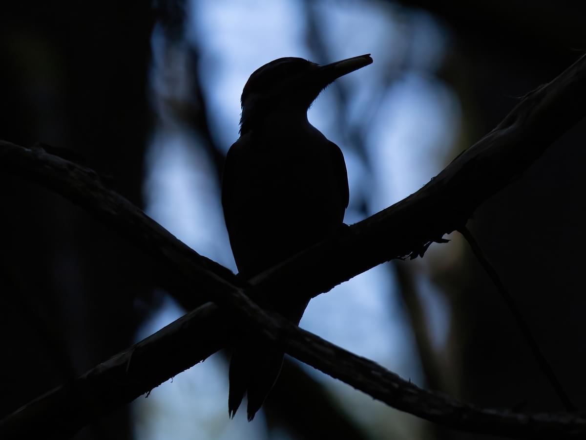 Do Woodpeckers Peck At Night? An Insight Into Their Noctural Habits