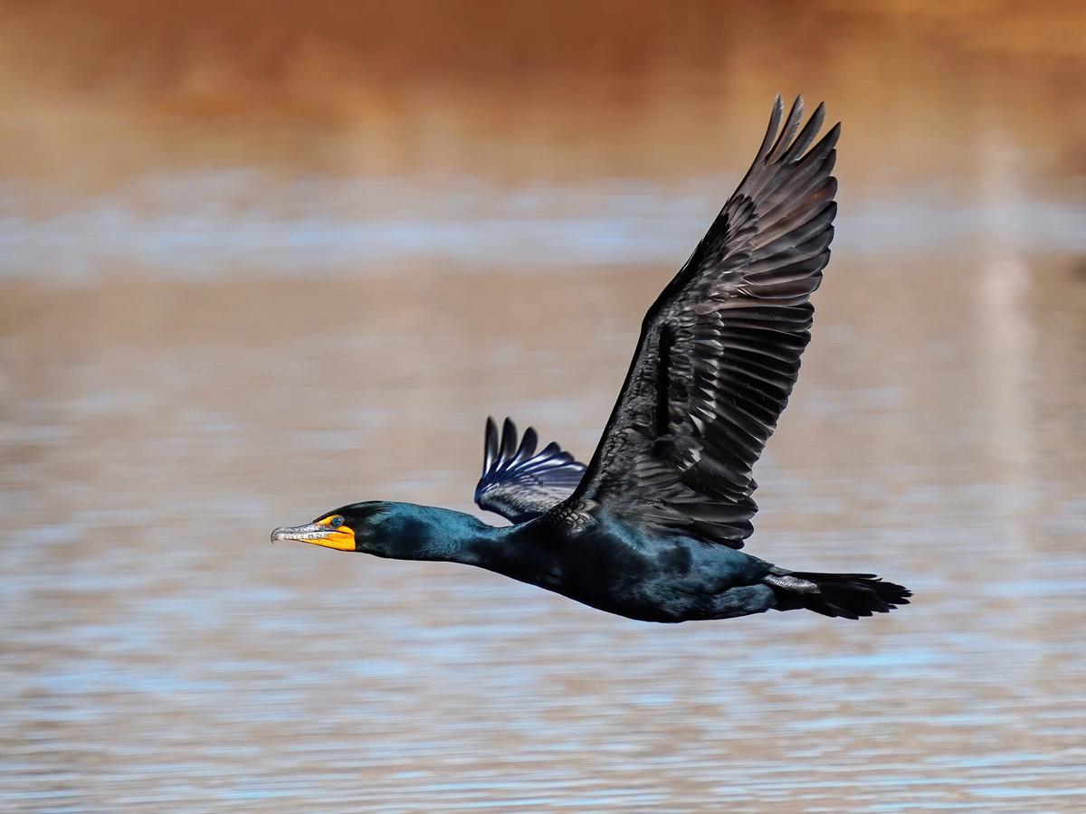 Double-crested cormorant (Phalacrocorax auritus) in flight