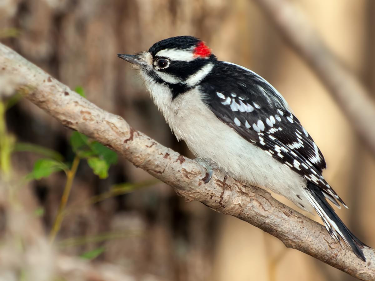 Downy Woodpecker foraging in woodland