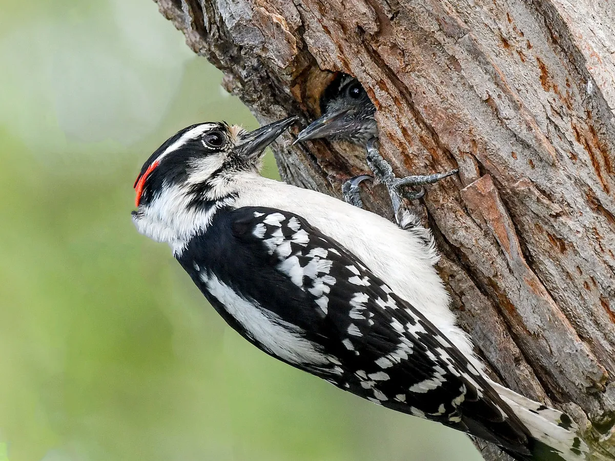 Downy Woodpecker Nesting (Behavior, Eggs, Location + FAQs)