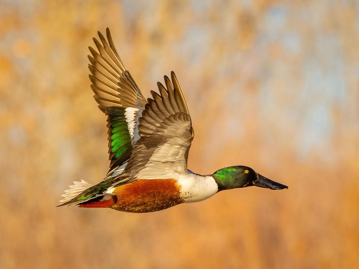 Understanding How Ducks Fly: From Wing Mechanics to Aerial Behaviors