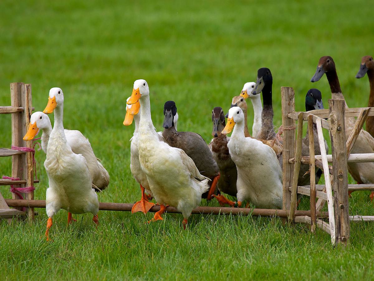 What is a Group of Ducks Called? Discover the Collective… | Birdfact