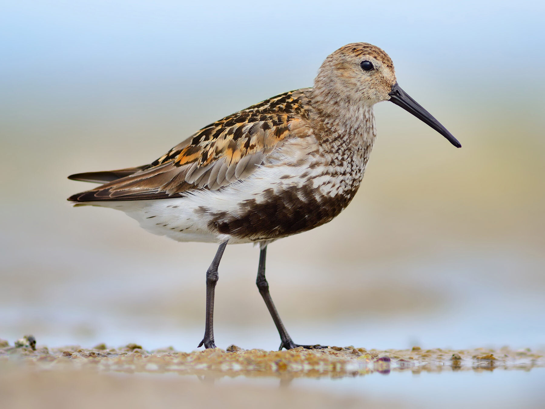 Dunlin Bird Facts (Calidris alpina) | Birdfact