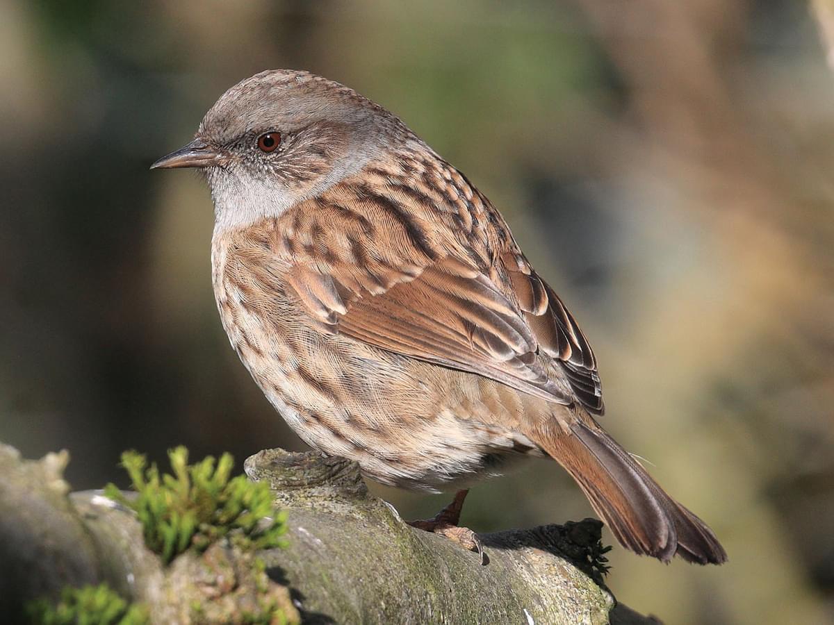 Dunnocks are also known as Hedge Sparrows