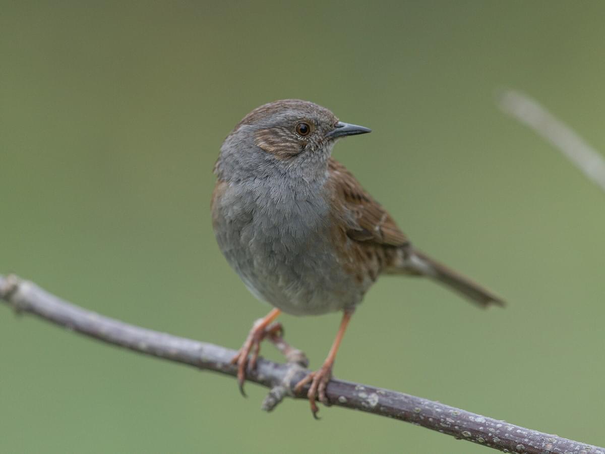 Dunnock Nesting: A Complete Guide