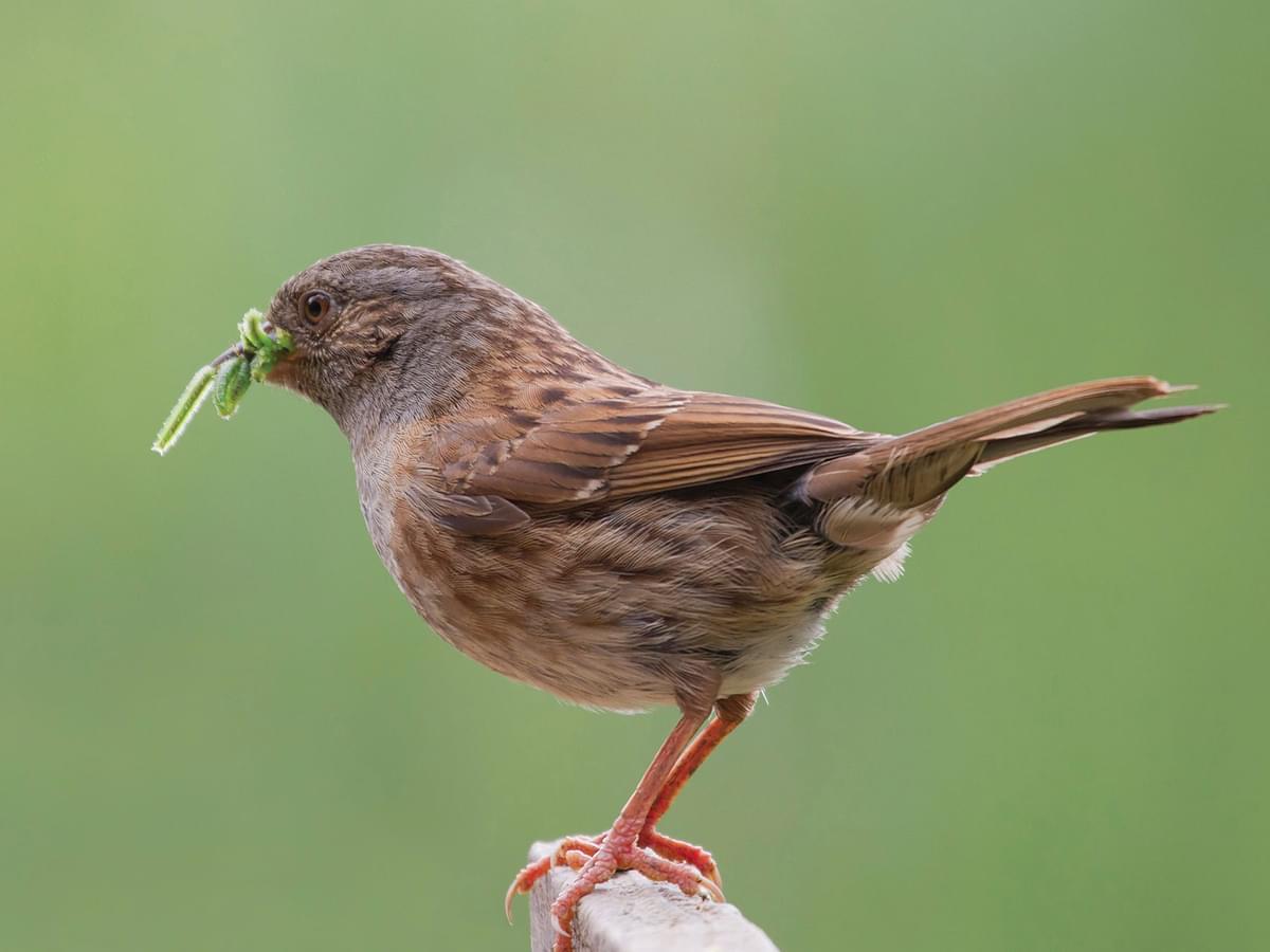 Dunnock with caterpillars in beak, to feed hungry chicks