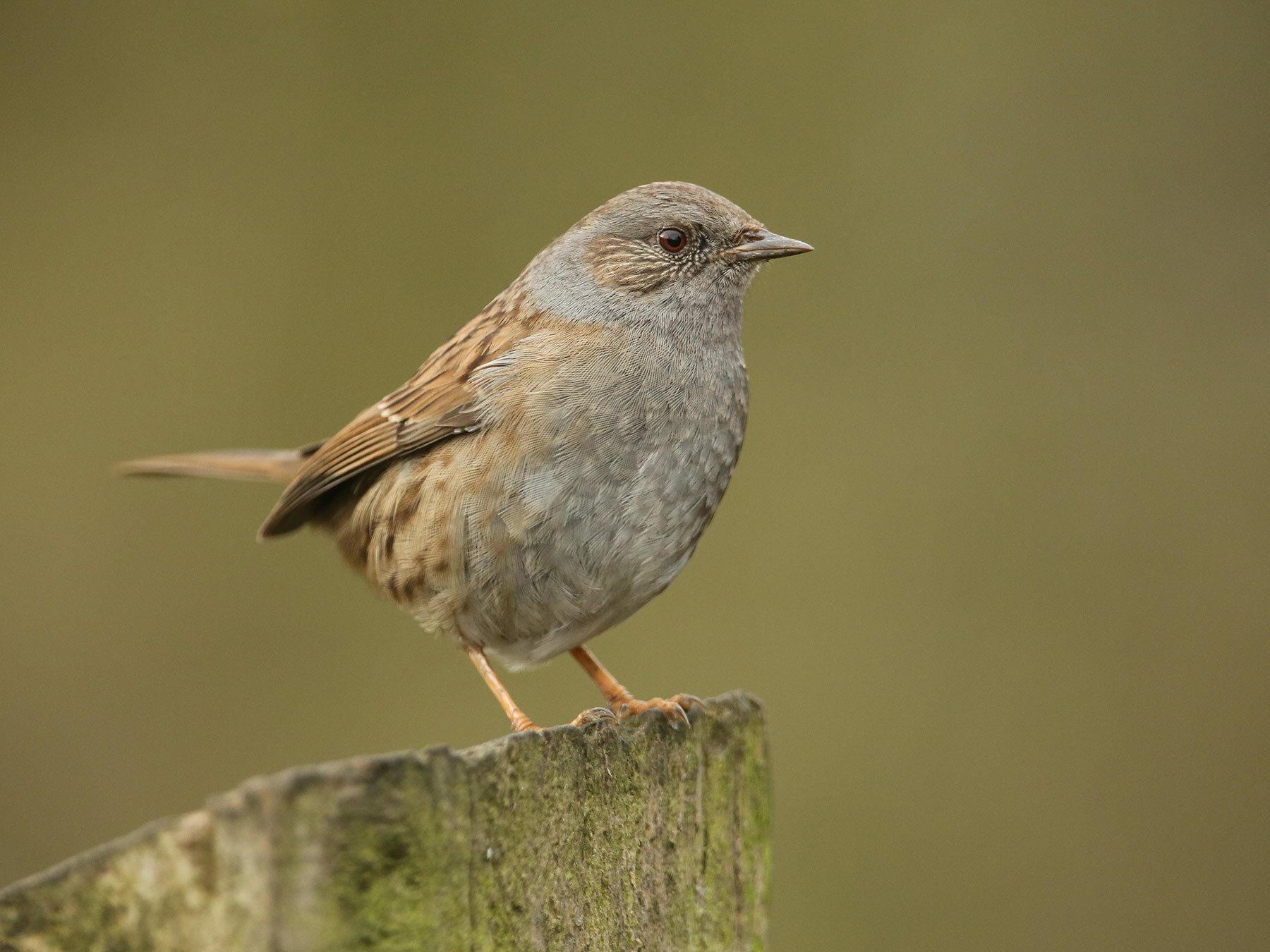 Dunnock