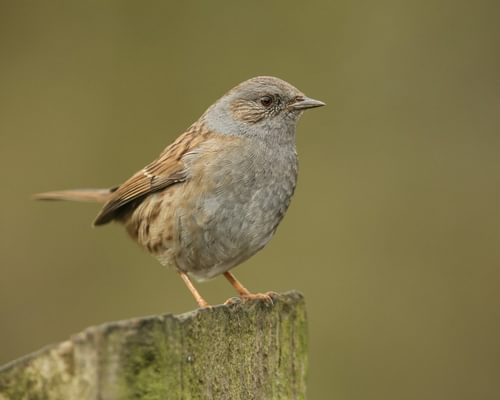 Dunnock