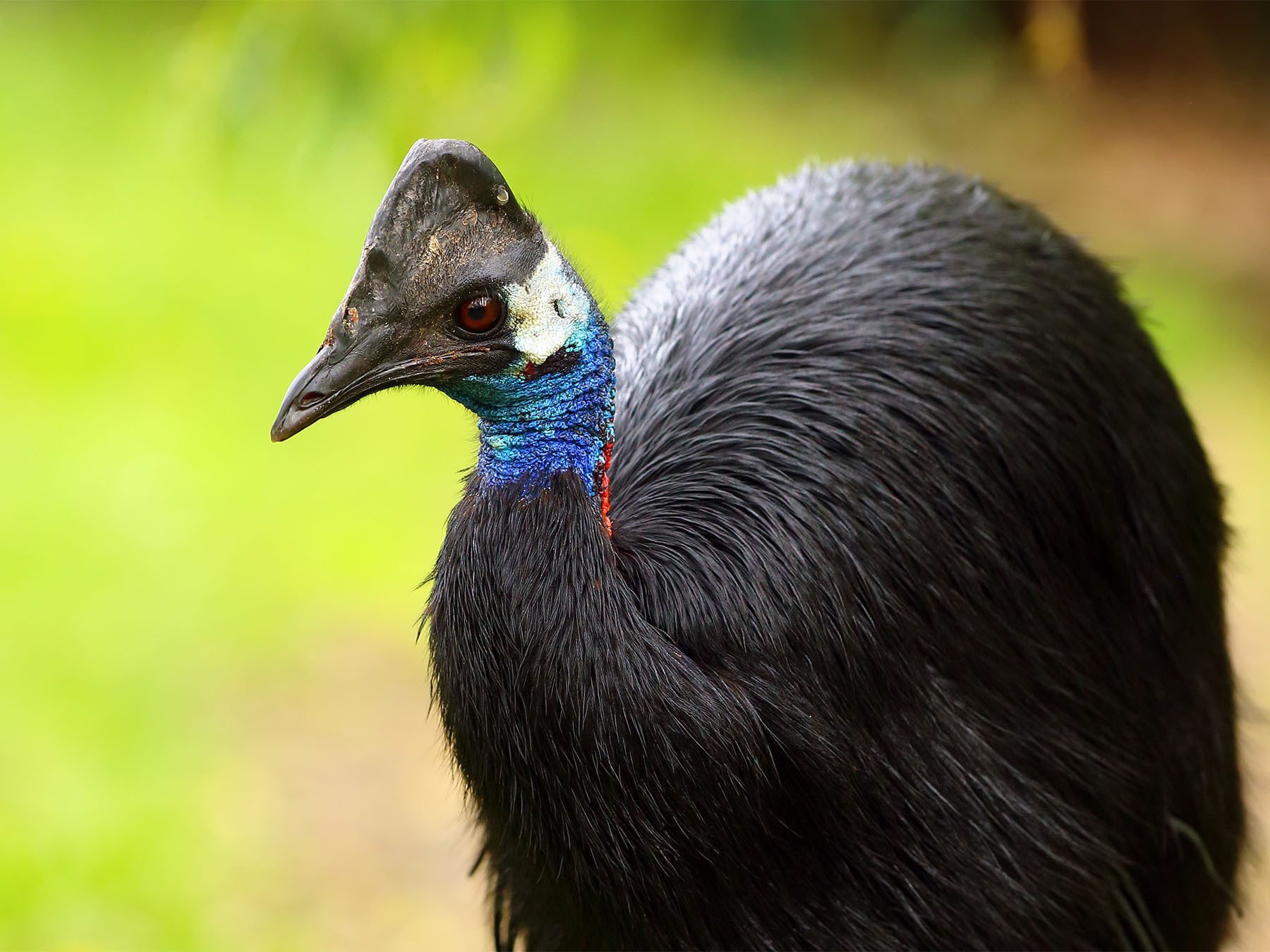 Dwarf Cassowary