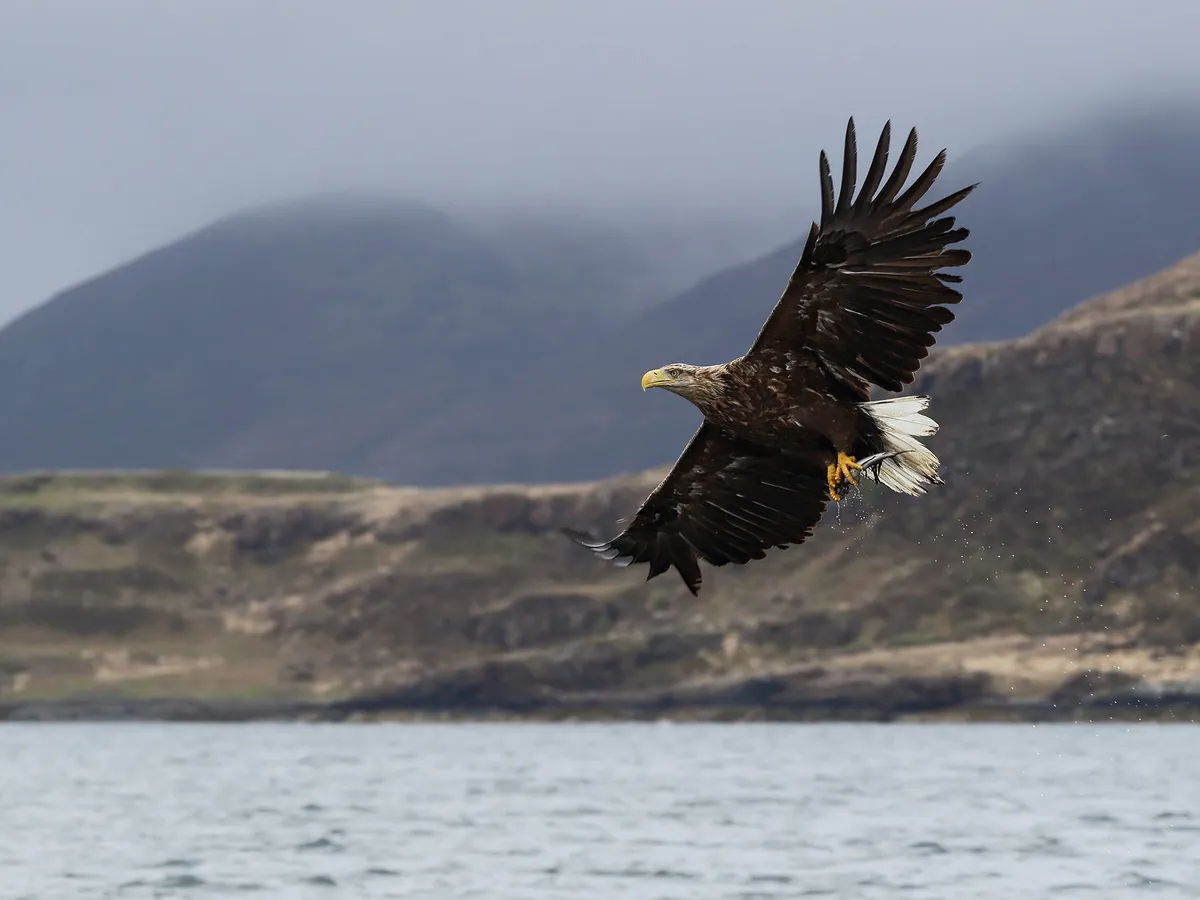Eagles in the UK (Types And Where To Find Them)
