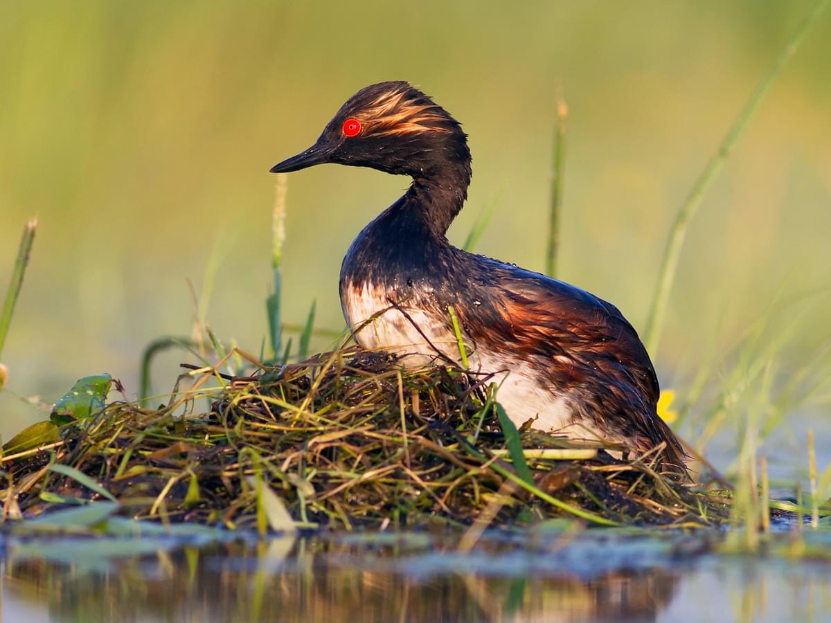 Eared Grebe at nest