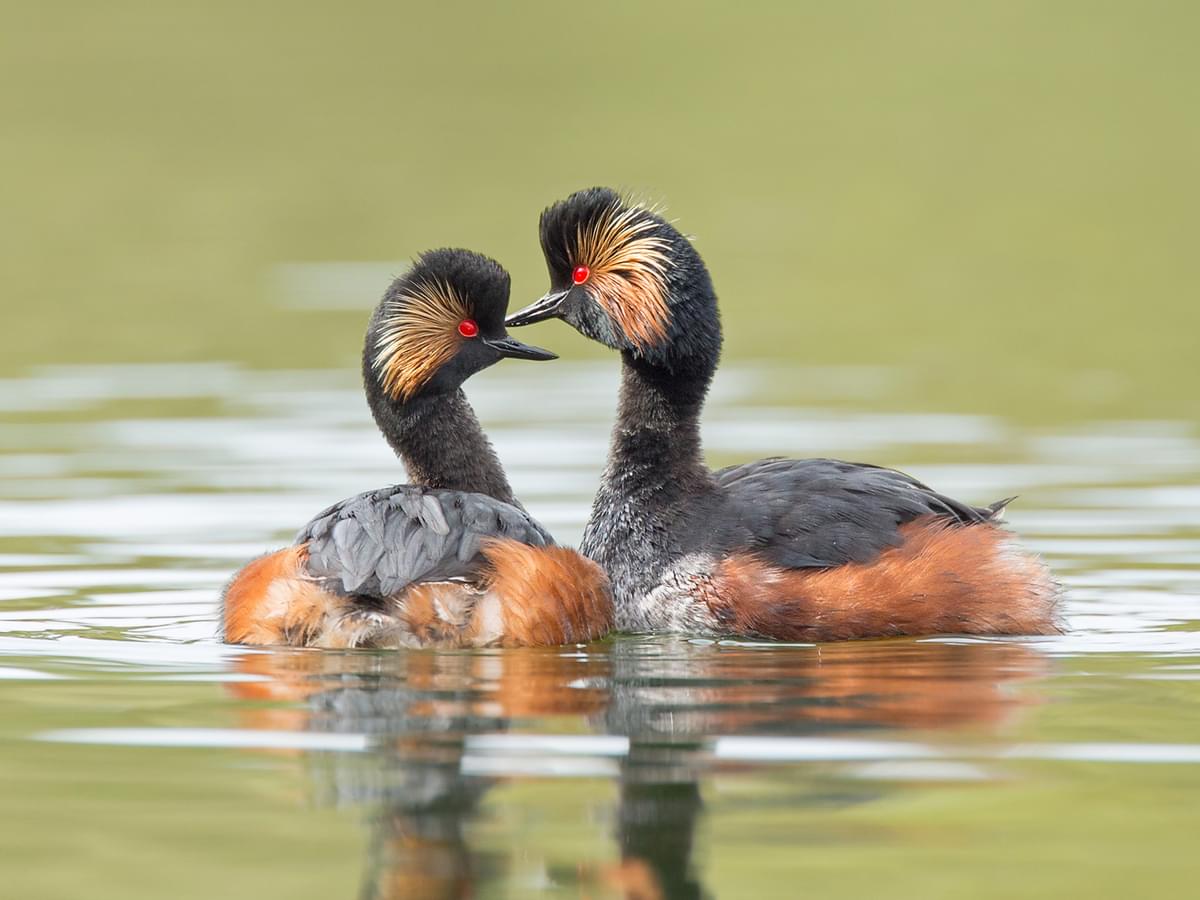 Pair of Eared Grebes