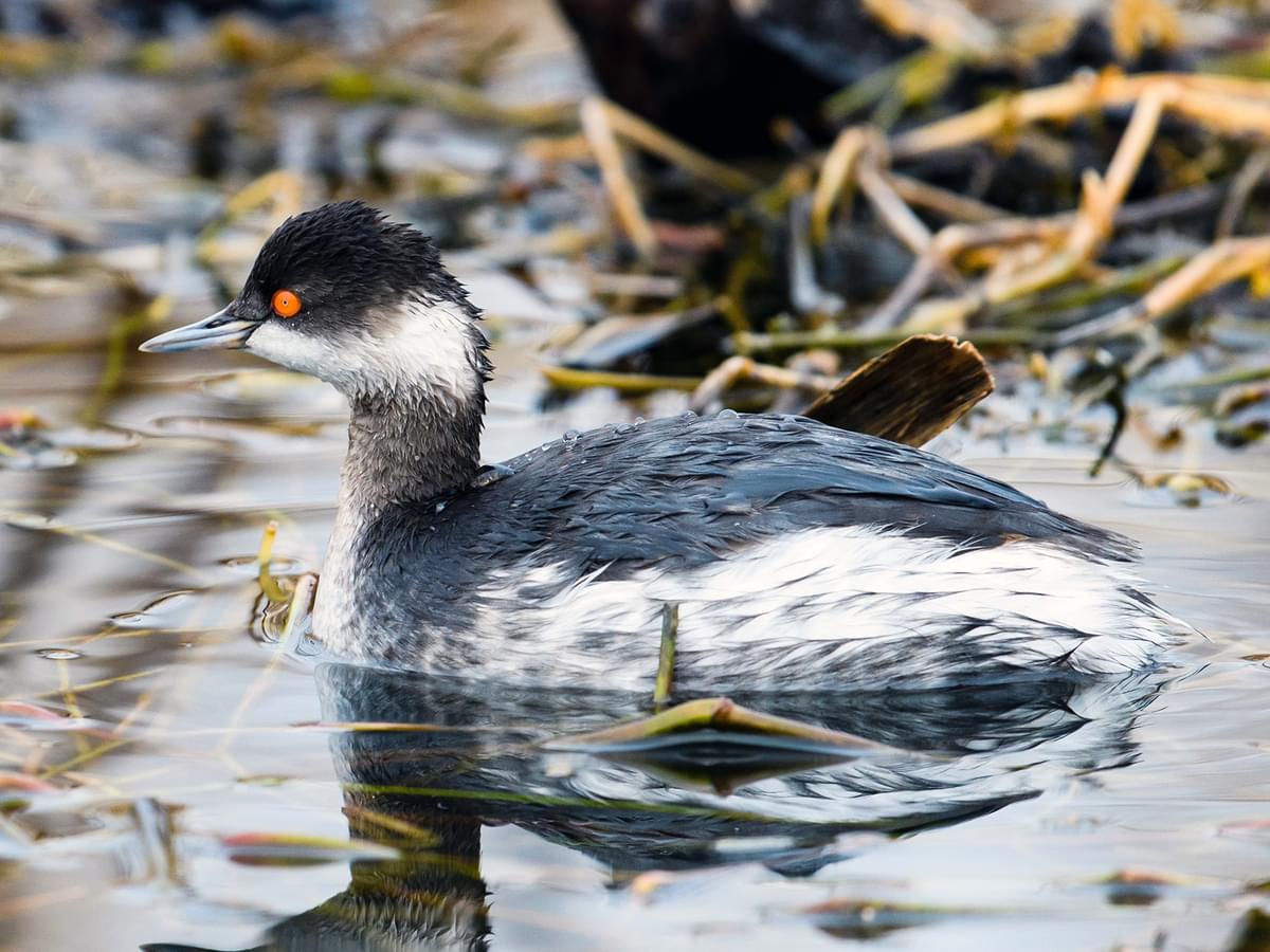 Eared Grebe with winter plumage