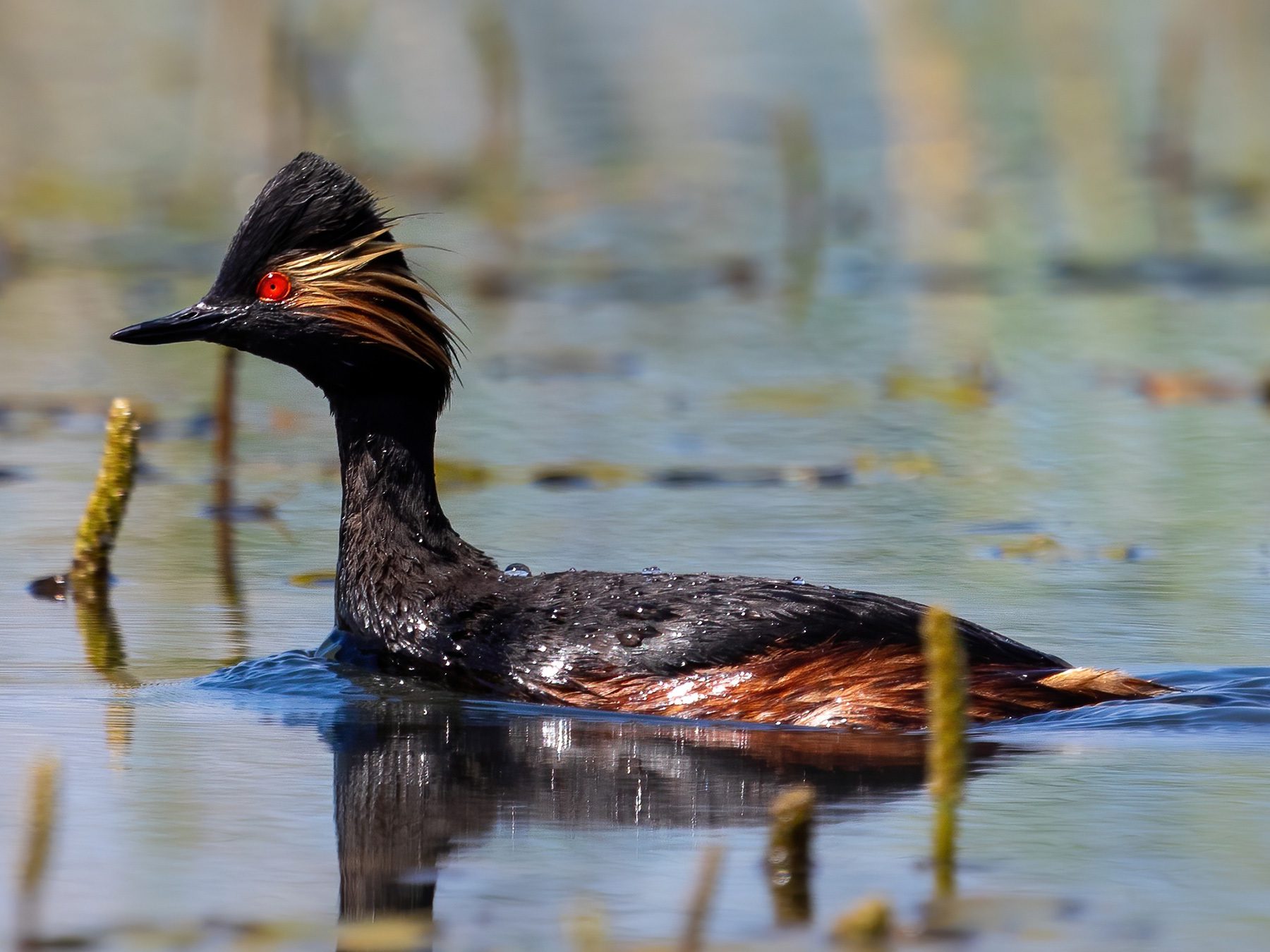 Black-necked Grebe