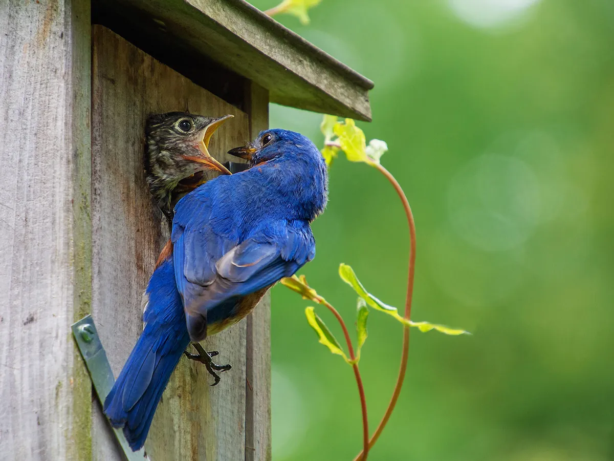 Eastern Bluebird Nesting (Behavior, Eggs, Location + FAQs)
