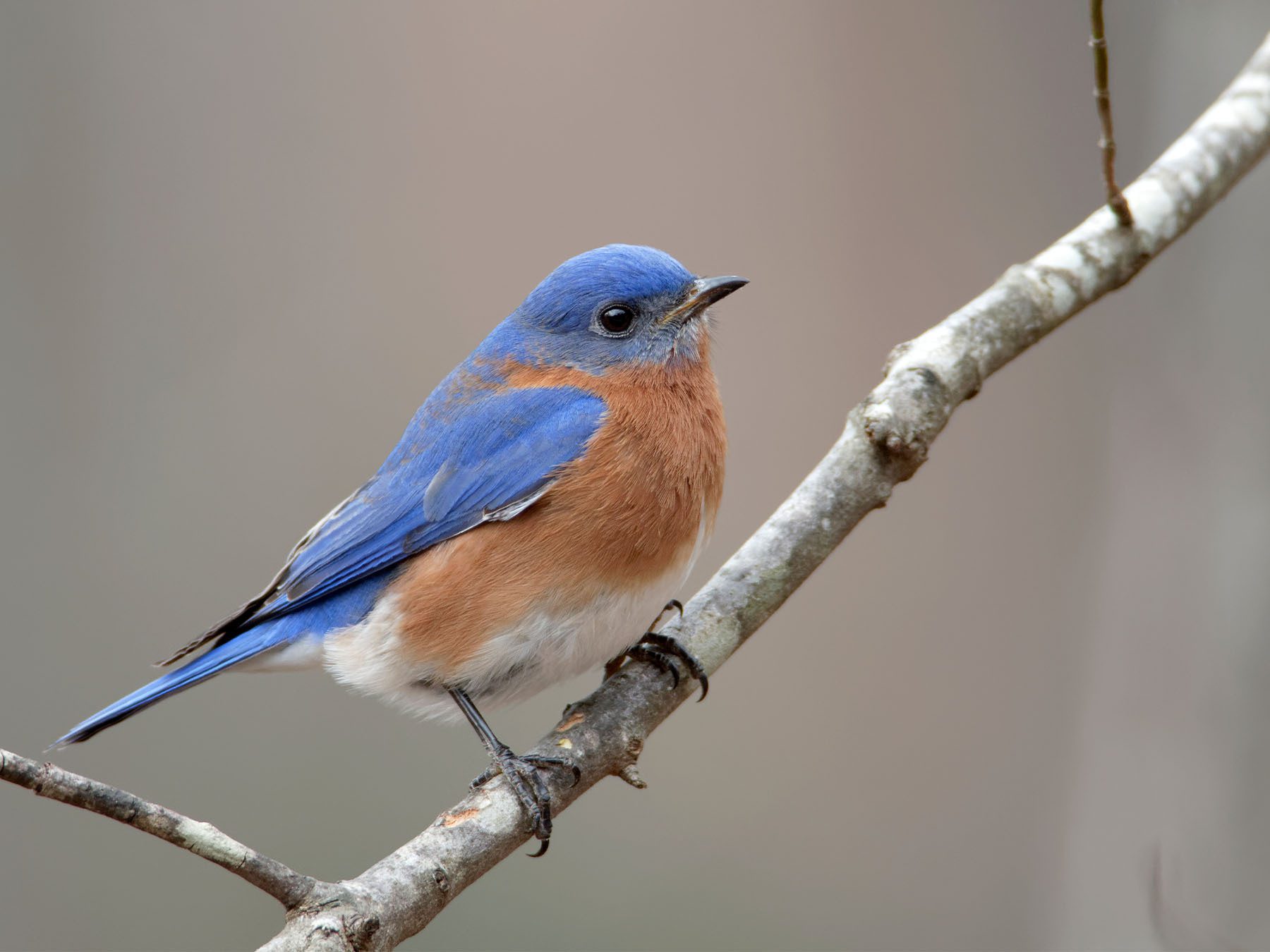 Eastern Bluebird
