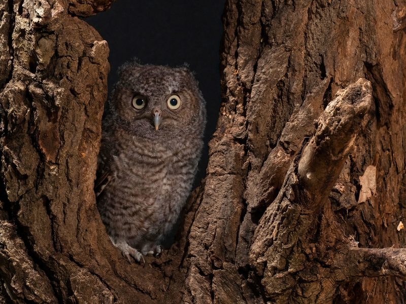 What Do Screech Owls Eat? (Diet + Behavior) | Birdfact