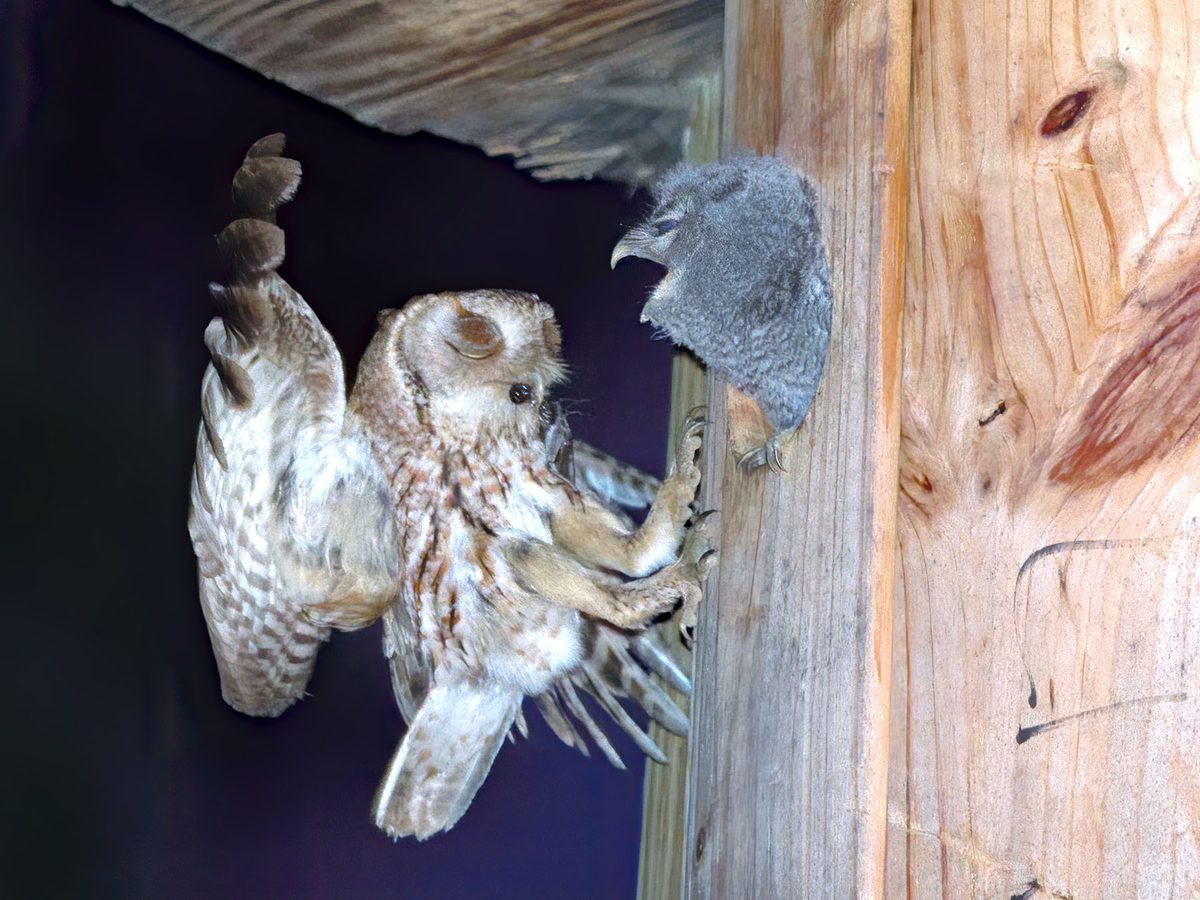 Eastern Screech Owl Nesting (Behavior, Eggs + Location) | Birdfact