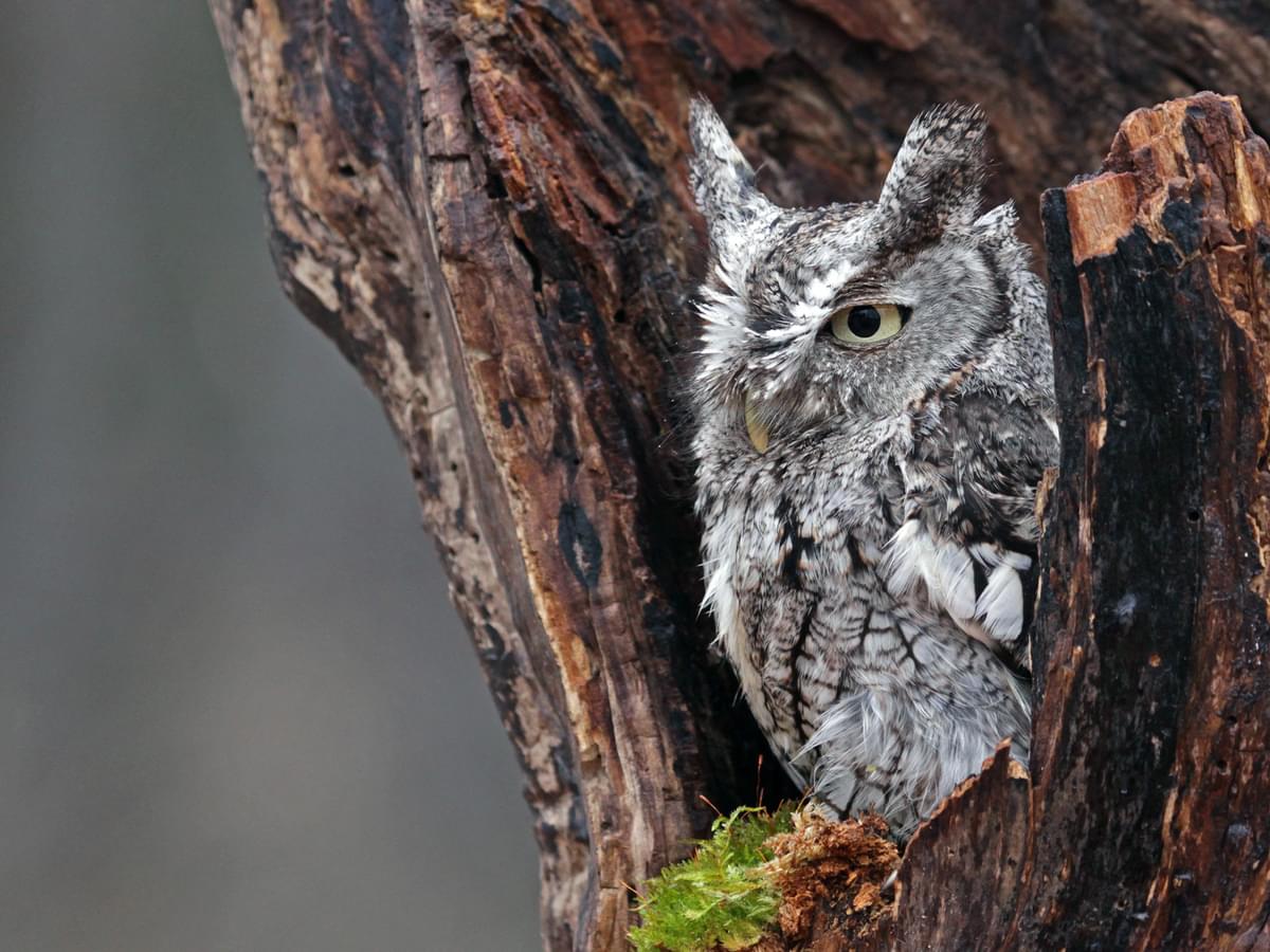 Eastern Screech-Owl, grey morph, in nest cavity
