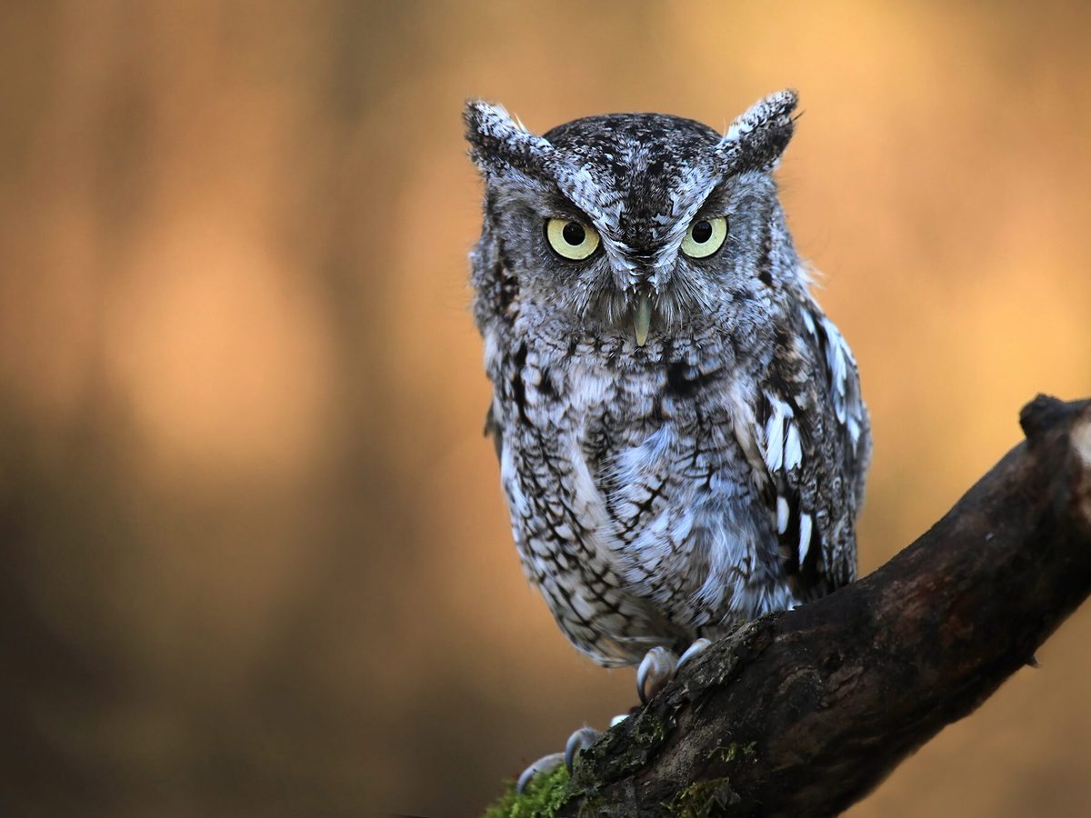 What Do Screech Owls Eat? (Diet + Behavior) | Birdfact