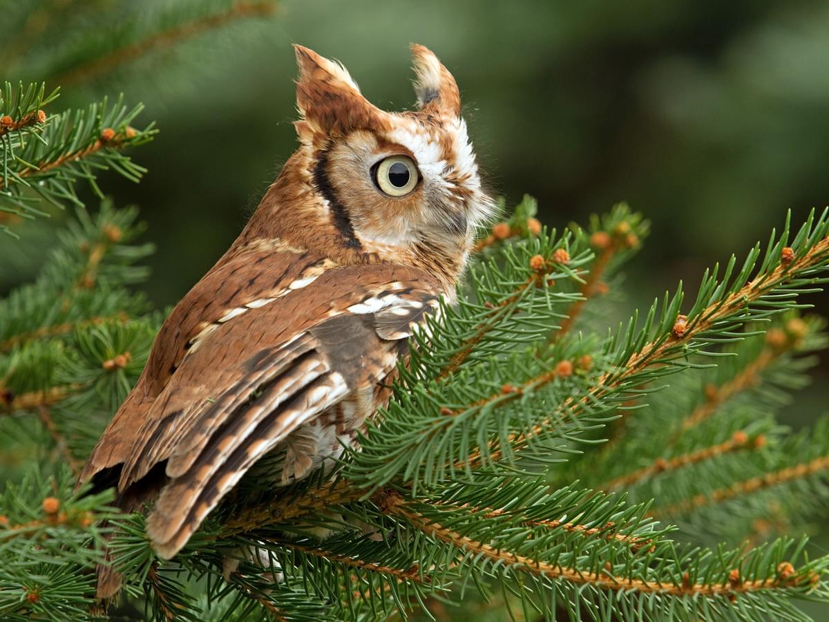 Eastern Screech-Owl, rufous morph, perched in coniferous trees