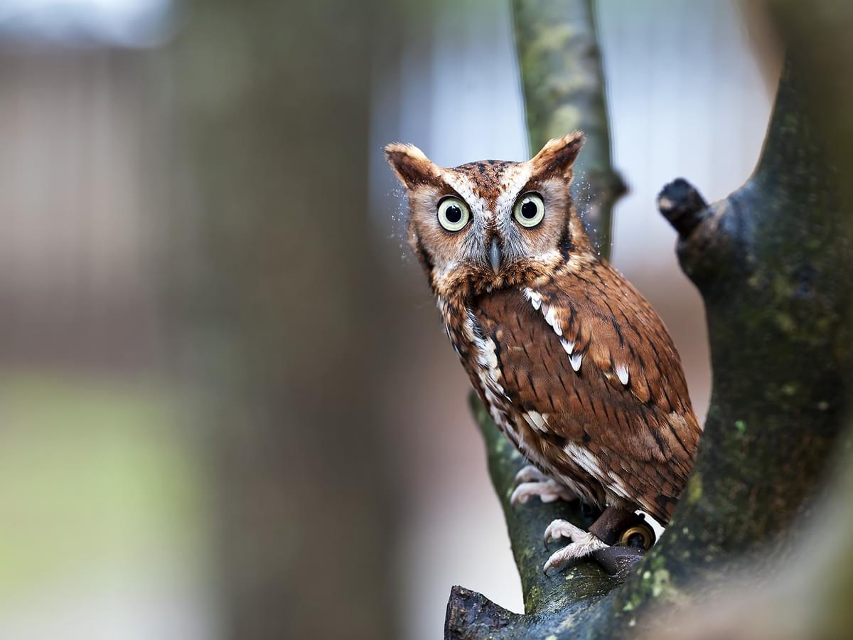 Eastern Screech-Owl rufous morph