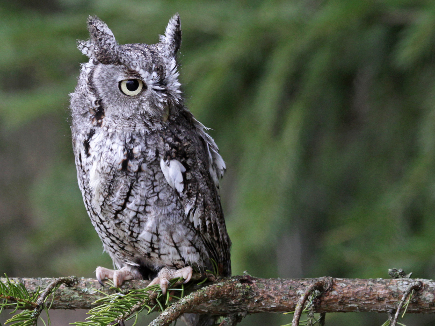 Eastern Screech-Owl Bird Facts (Megascops asio) | Birdfact