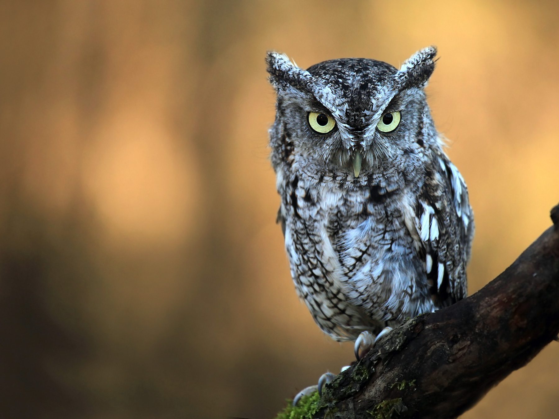 Eastern Screech-owl