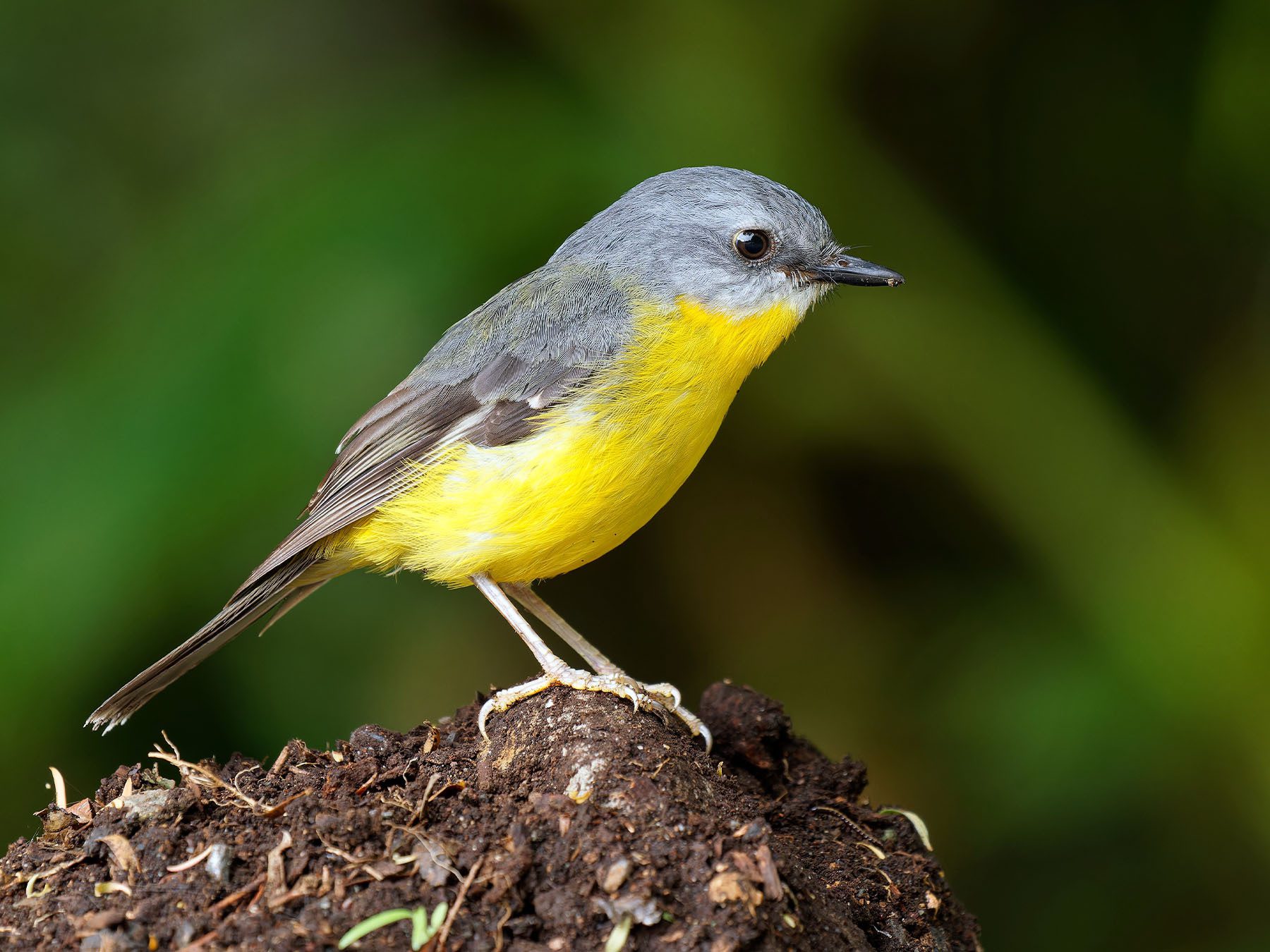 Eastern Yellow Robin