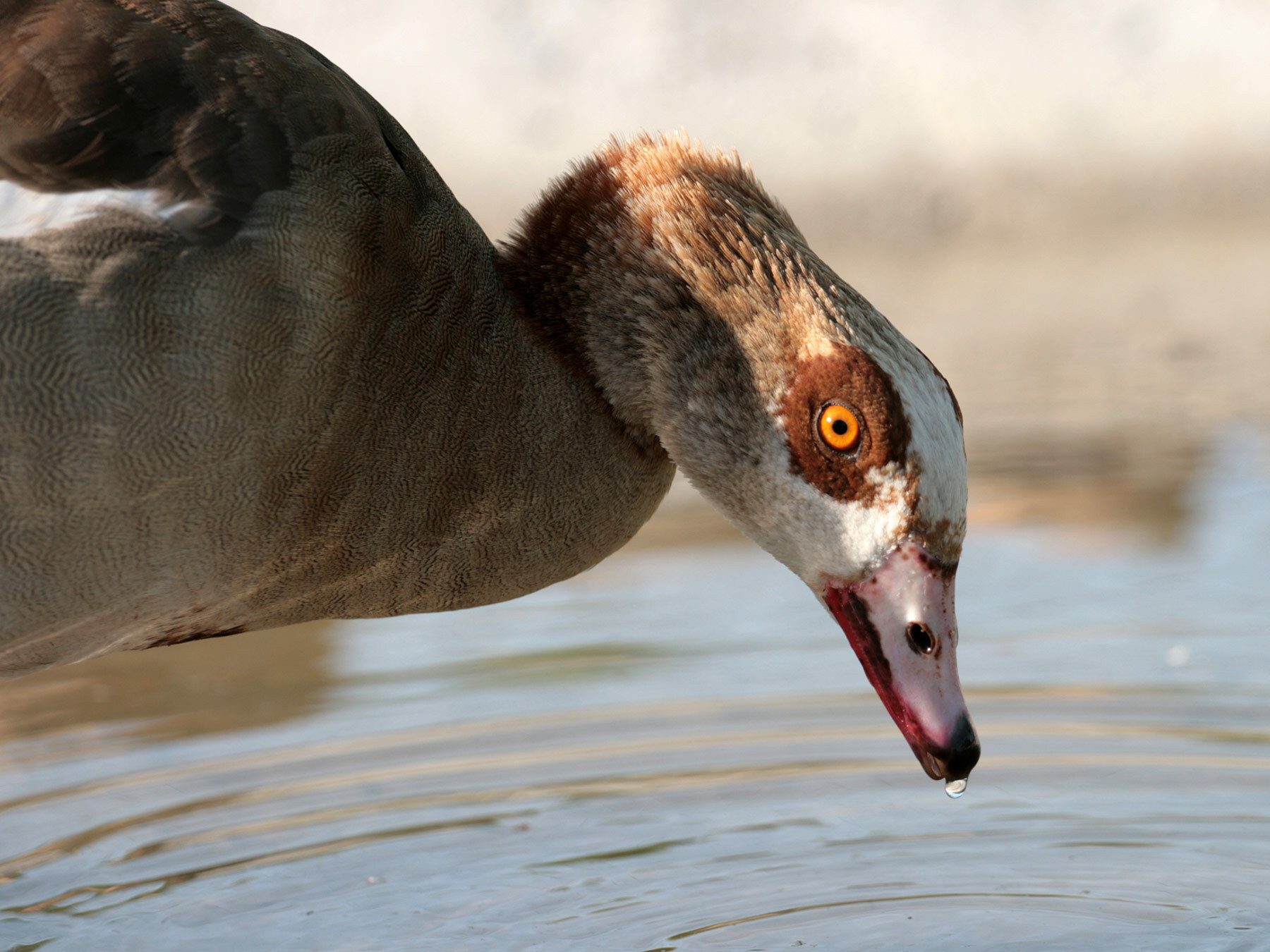 Egyptian Goose