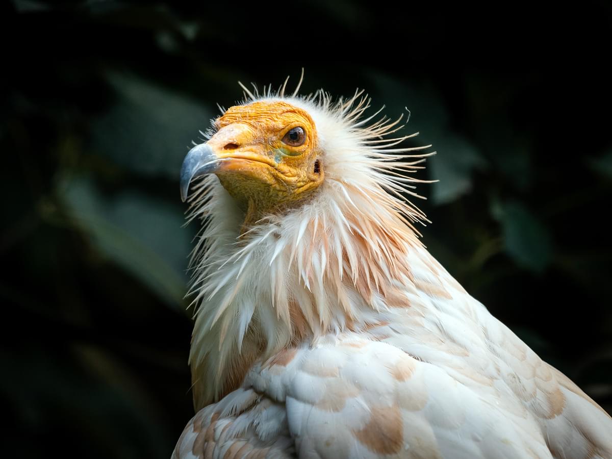 Portrait of an Egyptian Vulture