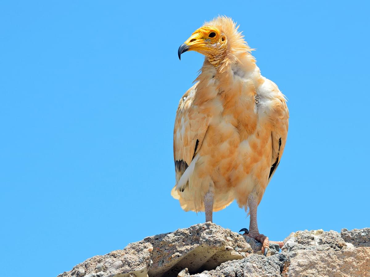 Egyptian Vulture standing on top of rocks