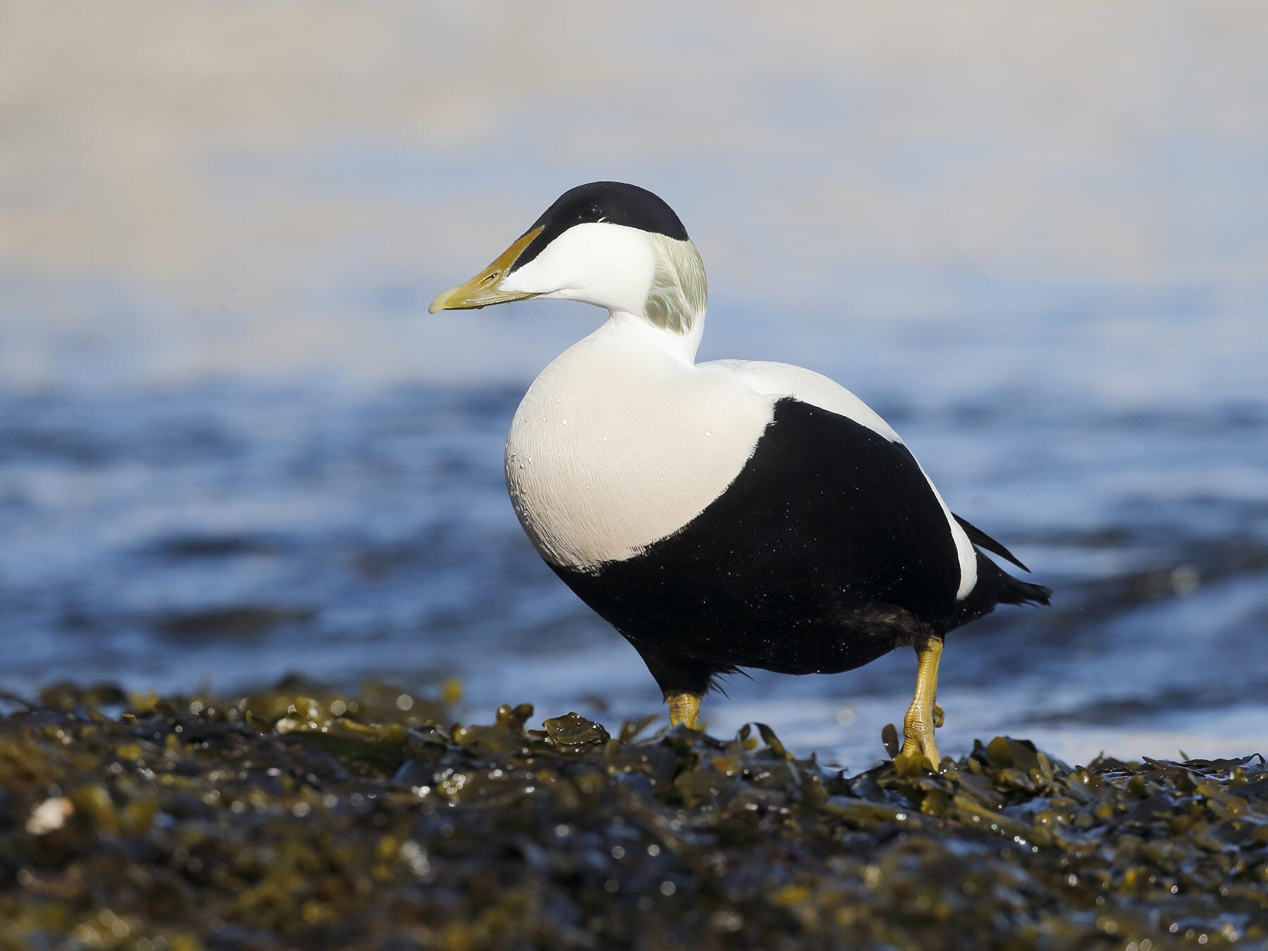 Eider
