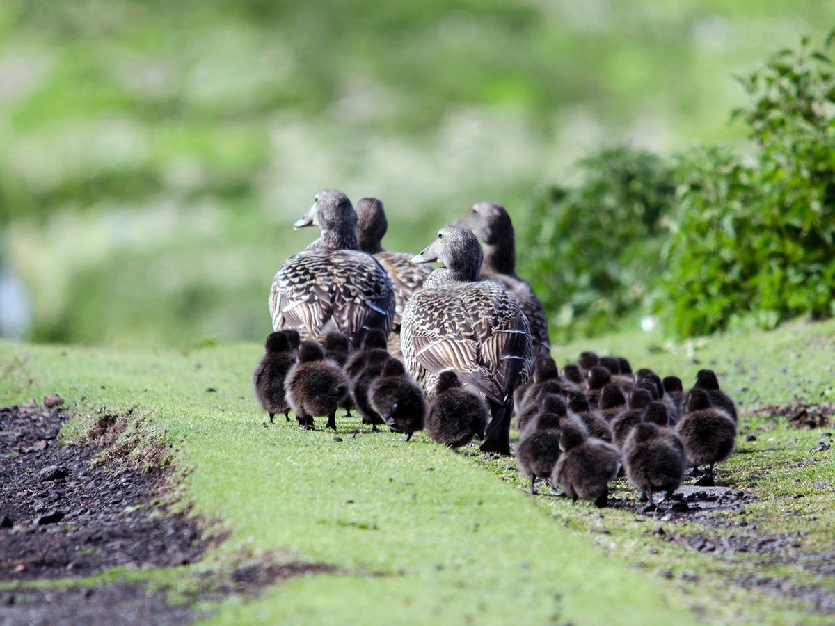 Eider Ducks can produce much larger clutches than other bird species