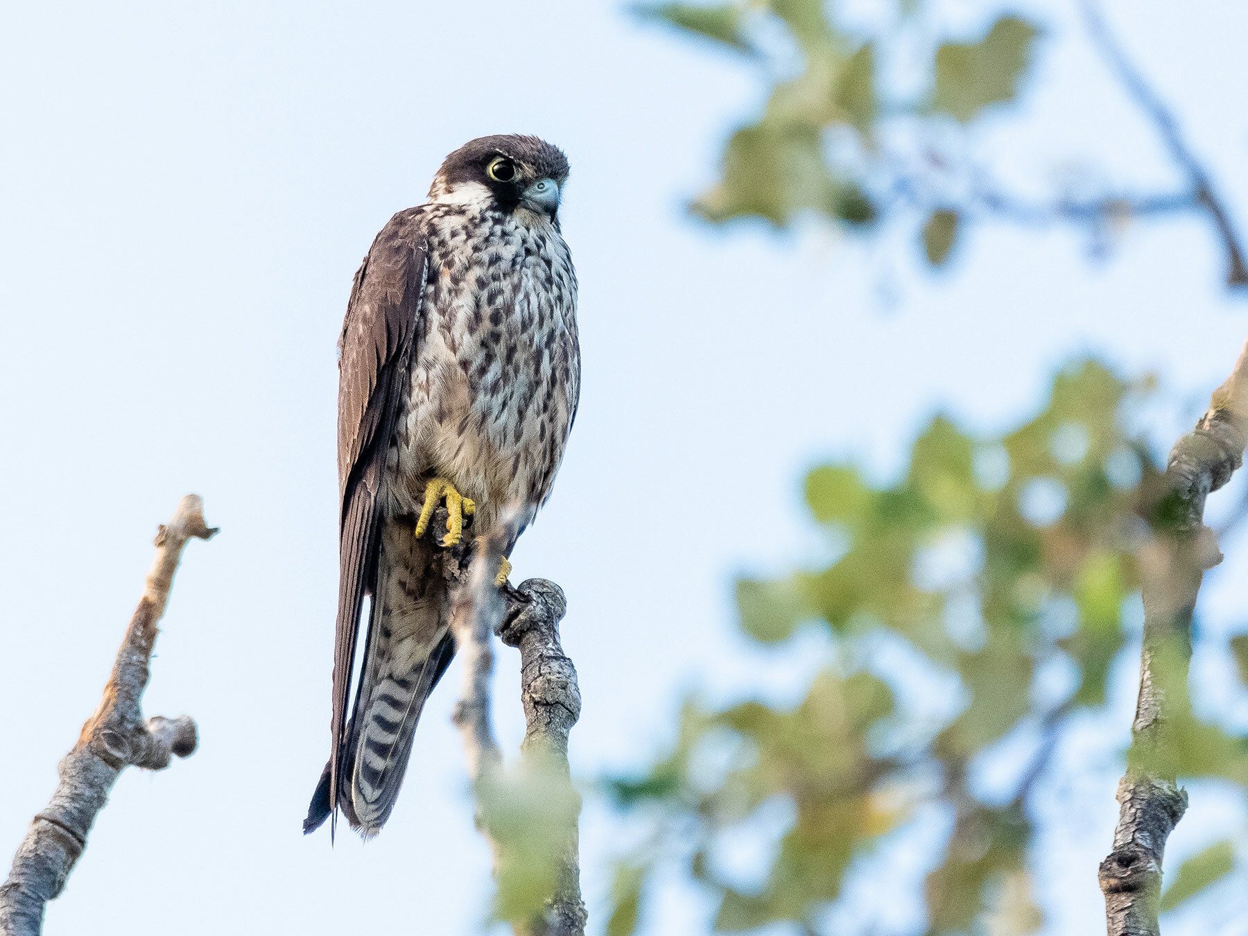 Eleonora's Falcon