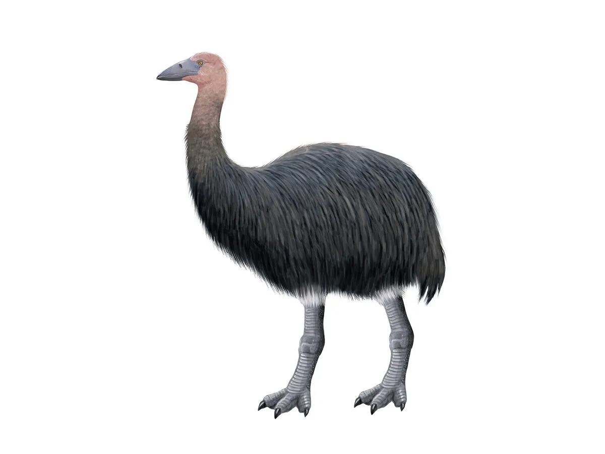 An illustration of the largest birds in history, the Elephant Bird