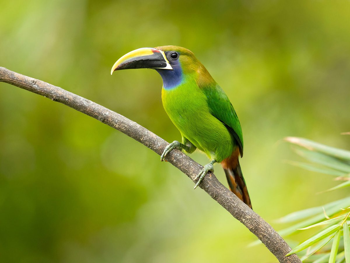 A popular pet, the Emerald Toucanet, can live up to 14 years in captivity