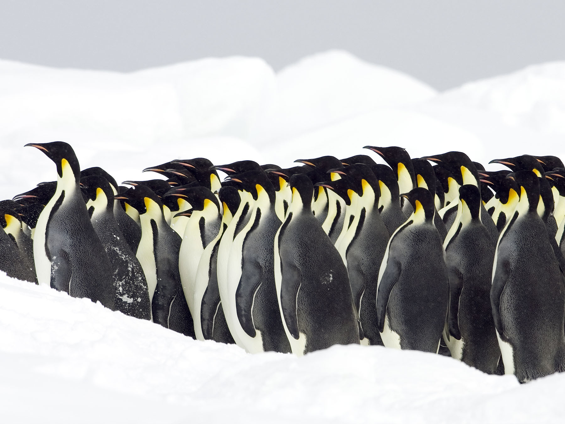 Where Do Emperor Penguins Live? (Habitat + Distribution) | Birdfact