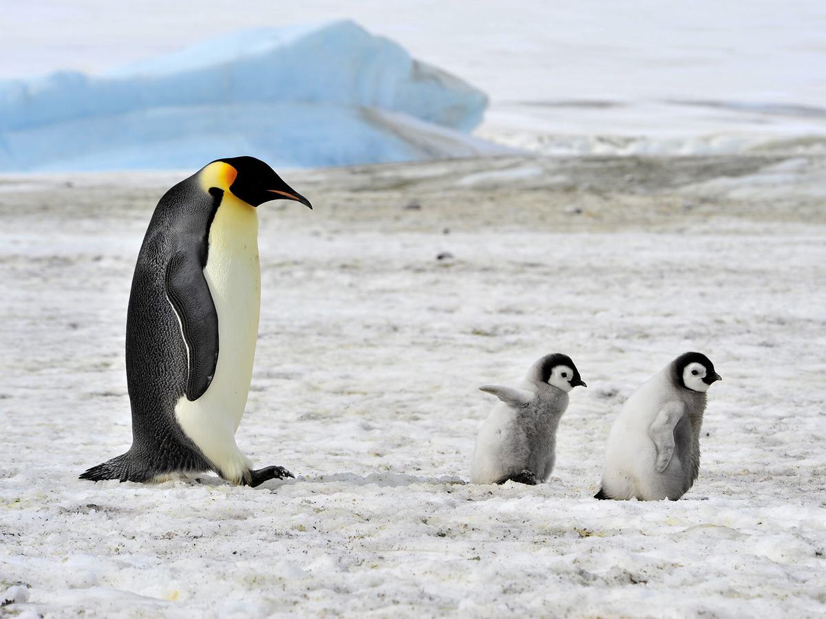 Emperor Penguins have the largest of bird brains