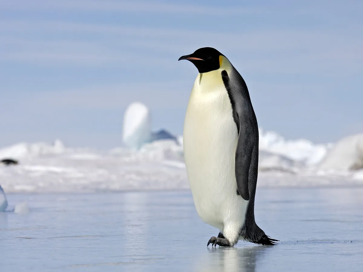 The largest penguin in the world, the Emperor Penguin