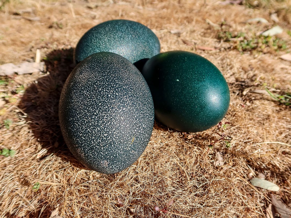 Emu Nesting (Behavior, Eggs + Location) Birdfact