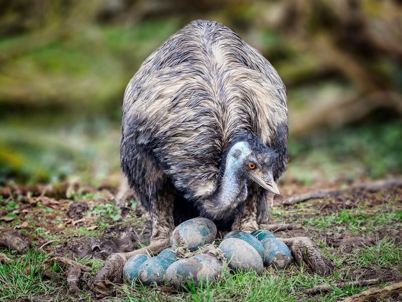 Emu Nesting (Behavior, Eggs + Location) | Birdfact