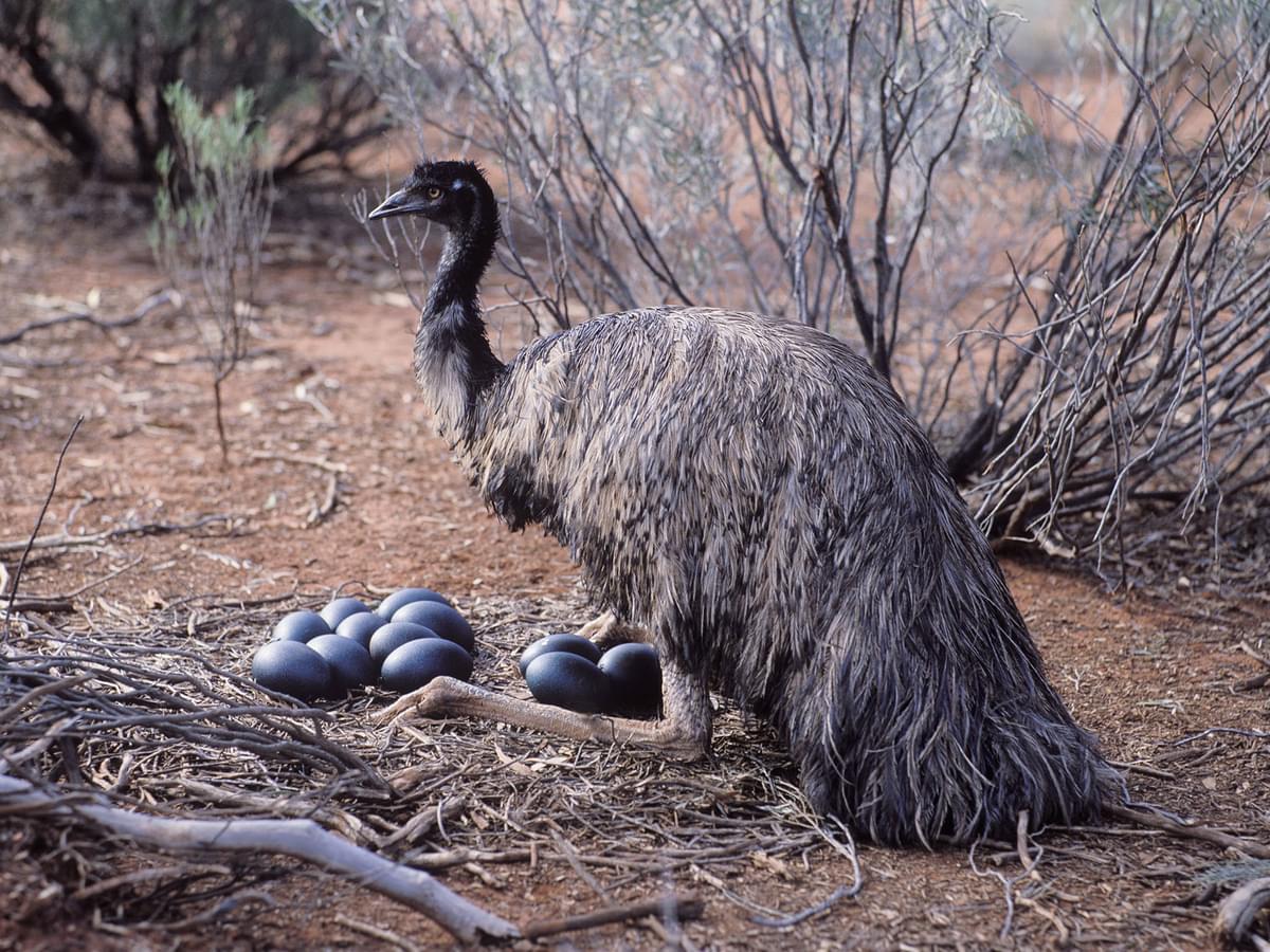Great dad, the emu bird & This week’s most impressive bird videos, guaranteed to amaze