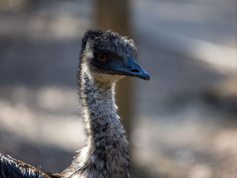 Emu Nesting (Behavior, Eggs + Location) | Birdfact