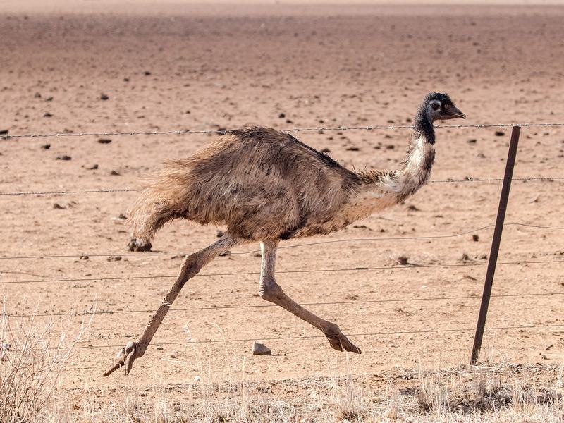 Are Emus Dangerous? (Reasons They Attack + How To Avoid) Birdfact