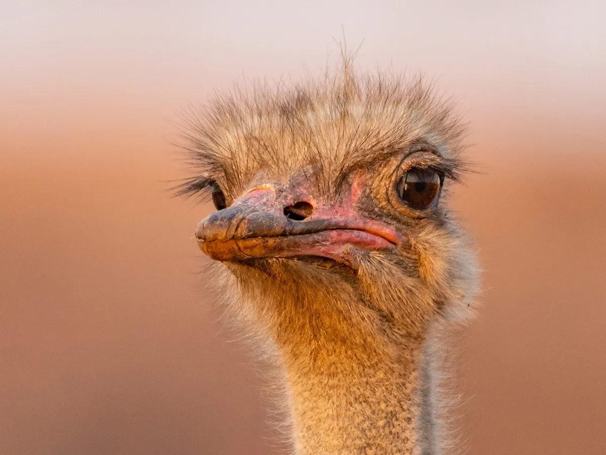 Emu or Ostrich: What Are The Differences? | Birdfact